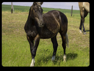 Quincy as a yearling (2019)