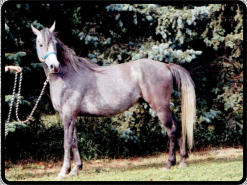 A grey horse at 3 yrs old, notice the head is lighter than the body