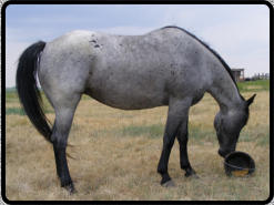 This horse is black with the white hair creating the illusion of a 'blue' body