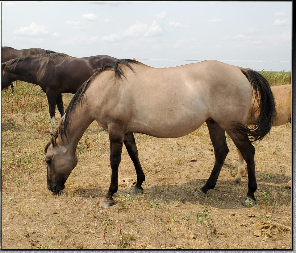 Sheza-AQHA dunskin quarter horse mare